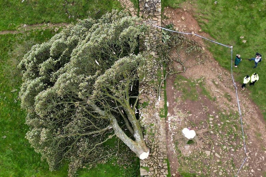 Ένοχοι δύο Βρετανοί που έκοψαν το διάσημο δέντρο του Ρομπέν των Δασών