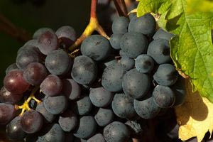 Τα φρούτα που μπορούν να ανεβάσουν την χοληστερίνη