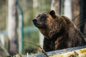 Κτηνωδία στην Καστοριά: Νεκρή αρκούδα από πυροβόλο όπλο
