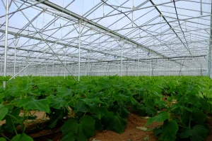 22 εκατομμύρια στην Κρήτη για τον εκσυγχρονισμό θερμοκηπίων – Η διαδικασία και οι δικαιούχοι