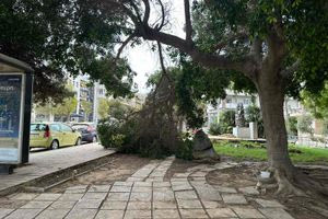 Ηράκλειο: Μεγάλο κλαδί έσπασε από δέντρο στη λεωφόρο Δημοκρατίας