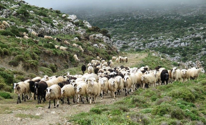 Δικογραφία εκατοντάδων σελίδων για τα 100 σφαγμένα αιγοπρόβατα