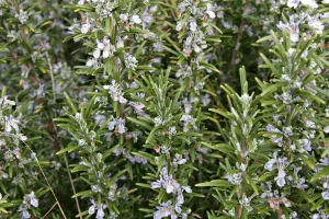 The ‘Magical’ Herb That Relieves Stress and Boosts Memory