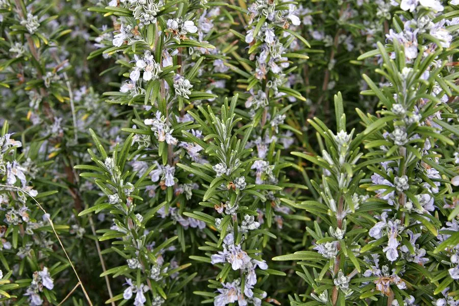 The ‘Magical’ Herb That Relieves Stress and Boosts Memory