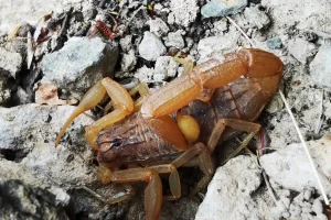 Τρίκαλα: Σκορπιός τσίμπησε δημοτικό υπάλληλο στη διάρκεια εργασιών