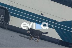 Εύβοια: Σκύλος αποφάσισε να πάει… σχολείο – Επιβιβάστηκε στο λεωφορείο με τους μαθητές και δεν κατέβαινε