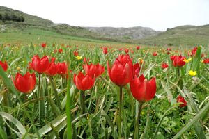 Το πανέμορφο λουλούδι που ζει μόνο στην Κρήτη και απειλείται εξαφάνιση