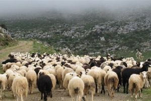 ΟΠΕΚΕΠΕ: Δεσμεύτηκαν δεκάδες λογαριασμοί Ηρακλειωτών για παράνομες επιδοτήσεις – Δεν μπόρεσαν να βγάλουν ούτε ευρώ