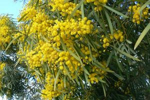 Ποιο είναι το δέντρο με τα κίτρινα μπιλάκια που βλέπουμε συνέχεια στην Κρήτη;