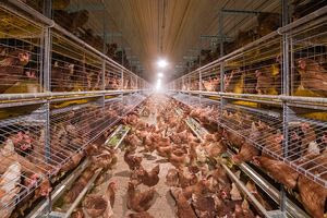 «Απαράδεκτα» τα αυγά κλωβοστοιχίας για τους περισσότερους Βραζιλιάνους