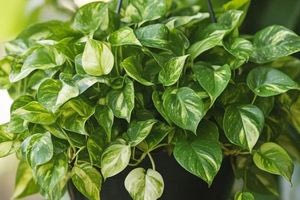 Φτιάχνοντας ένα κήπο στο νερό – Δείτε τα τρία ιδανικά φυτά