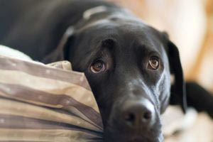 55χρονος έβαλε τέλος στη ζωή του – Άφησε σημείωμα με οδηγίες για την φροντίδα του σκύλου του