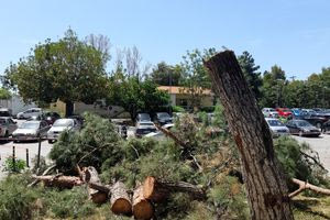 «Πραγματικά αναρωτιέμαι αν υπάρχει άλλη λύση»: Αντιδράσεις για την κοπή των πεύκων στο Βενιζέλειο