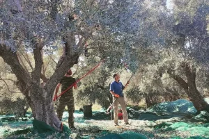 Πώς ο άνθρακας από τα λιόδεντρα μπορεί να γίνει… θησαυρός