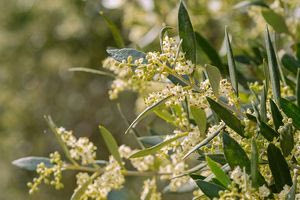 Κρίσιμη περίοδος για τις ελαιοκαλλιέργειες της Κρήτης – Τι πρέπει να κάνουν οι αγρότες