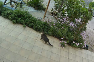 Το ένστικτο μιας γατούλας την ώρα του μεγάλου σεισμού (βίντεο)