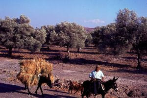 Κρητική ύπαιθρος τη δεκαετία του 1970