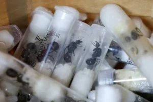 Κένυα: Συμμορία «στρίμωξε» 5.000 μυρμήγκια σε 2.244 σωληνάκια