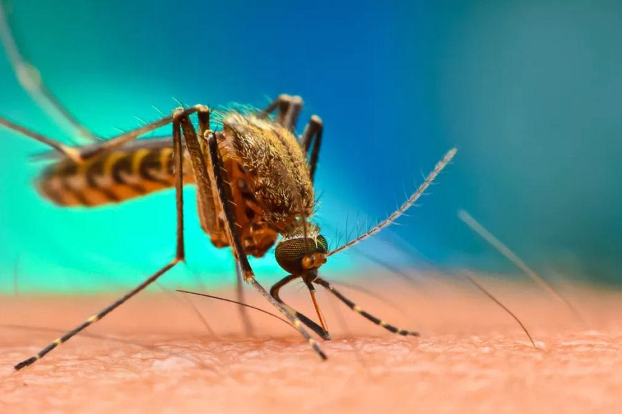 Η κλιματική αλλαγή φέρνει κουνούπια-τίγρεις στην Ευρώπη και αυξάνει τα κρούσματα δάγκειου πυρετού