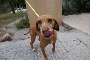 Στο Κυνοκομείο του Δήμου Ηρακλείου ο Αλέξης Καλοκαιρινός