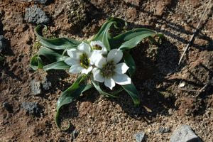 Σπάνιο λουλούδι της Κρήτης απειλείται με εξαφάνιση – Δείτε που βρίσκεται