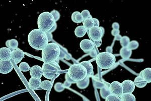 Μύκητας που «μας τρώει από μέσα» απειλεί με εξάπλωση λόγω κλιματικής αλλαγής