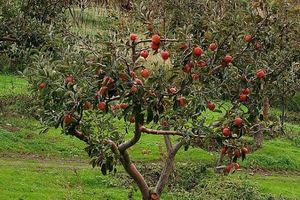 Μάχη με τον καιρό για τις μηλιές της Κρήτης – Κρίσιμο το επόμενο δεκαήμερο