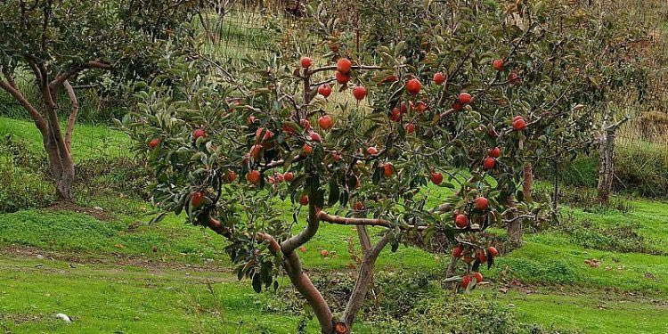 Μάχη με τον καιρό για τις μηλιές της Κρήτης – Κρίσιμο το επόμενο δεκαήμερο