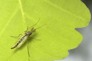 Η εφαρμογή που μας ενημερώνει πού κάνουν «πάρτι» τα κουνούπια στην Κρήτη