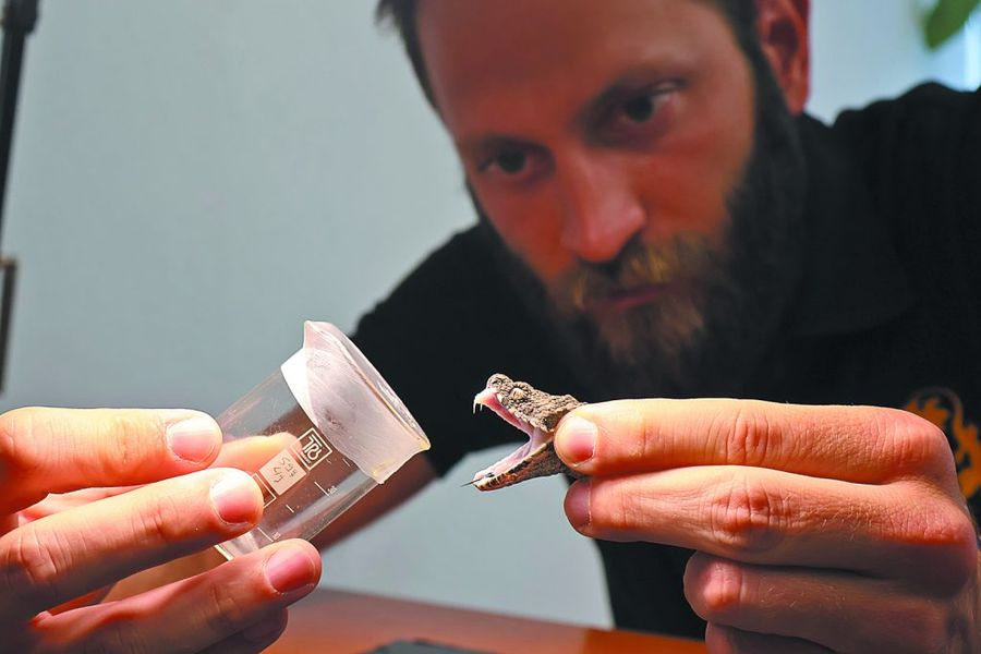 Στα σκαριά το πρώτο made in Greece αντίδοτο για το δηλητήριο της οχιάς