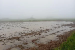 Οροπέδιο Λασιθίου: Την Δευτέρα ο ΕΛΓΑ θα εκτιμήσει τις ζημιές στις καλλιέργειες