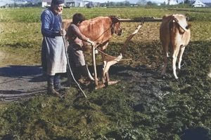 Όργωμα χωραφιού το 1941 στην Κρήτη