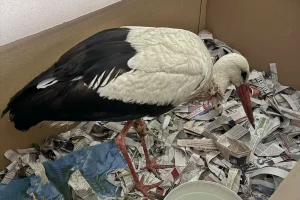 Σοκαριστικό περιστατικό στην ΑΝΙΜΑ: Πελαργός είχε φραγμένο οισοφάγο από δεκάδες λάστιχα δεσίματος