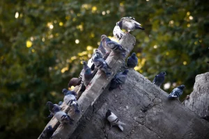 Ξάνθη: Αρπακτικά πουλιά κατά περιστεριών – Σφοδρές αντιδράσεις από φιλοζωικές οργανώσεις