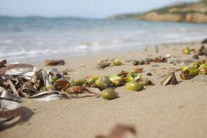 Τι είναι οι «καρποί Ποσειδωνίας» που ξεβράστηκαν σε ελληνικές ακτές