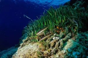 Καρποί Ποσειδωνίας εμφανίζονται σε ελληνικές ακτές – Πώς να βοηθήσετε