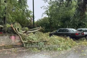 Λαμία: Προβλήματα από ισχυρό μπουρίνι με πτώσεις δέντρων και διακοπές ρεύματος