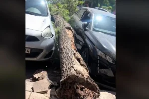 Βύρωνας: Δέντρο έπεσε ανάμεσα σε πεζούς και σταθμευμένα αυτοκίνητα (βίντεο)