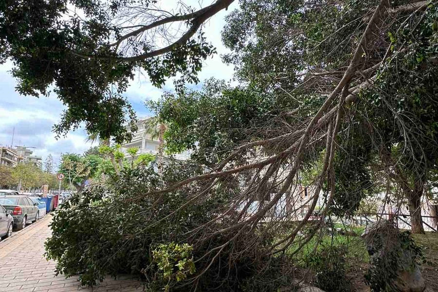 Οι ισχυροί νοτιάδες «έριξαν» δέντρα στην Κρήτη – Επιχείρησε η πυροσβεστική