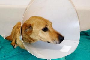 Αρκαλοχώρι: Βίαιη κακοποίηση σκύλου από άγνωστο δράστη