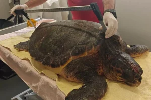 Μεσολόγγι: Διασώθηκε μεγάλη θαλάσσια χελώνα με σοβαρό χτύπημα στο κεφάλι