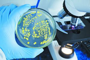 Θεραπεία με μικρόβια δείχνει να ανακουφίζει από τη μυστηριώδη ινομυαλγία