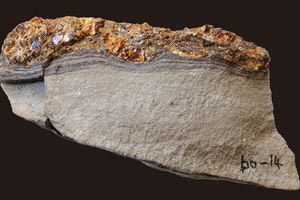 Ίχνη από τσουνάμι της εποχής των δεινοσαύρων διατηρήθηκαν σε κεχριμπάρι