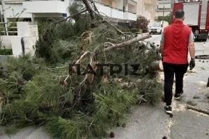 Αναστάτωση στην Κορώνη Μαγαρά από πτώση δέντρου – Απεγνωσμένοι οι γείτονες