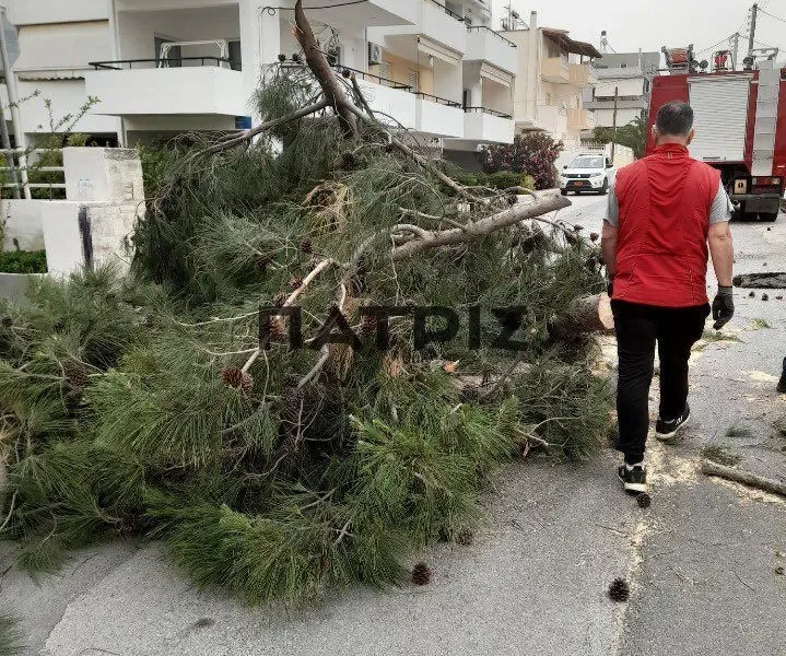 Αναστάτωση στην Κορώνη Μαγαρά από πτώση δέντρου – Απεγνωσμένοι οι γείτονες
