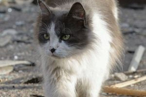 Κόστα Ρίκα : Συνελήφθη … γάτα που μετέφερε ναρκωτικά στη φυλακή