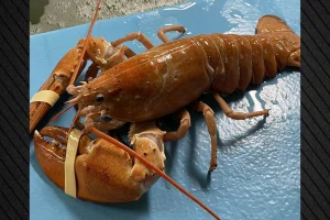 Σπάνιος χρυσός αστακός σώθηκε χάρη στην παρατηρητικότητα ενός μάγειρα στις ΗΠΑ