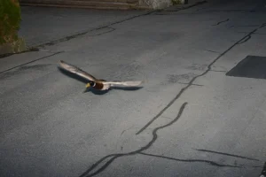 Ελβετία : «Υπότροπη» αγριόπαπια πετούσε με… υπερβολική ταχύτητα για δεύτερη φορά σε επτά χρόνια