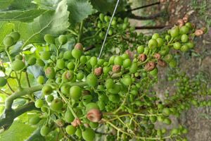 ΑΣ Αρχανών: Απαιτεί αποζημίωση στο 100% για την καταστροφή των αμπελιών από το χαλάζι