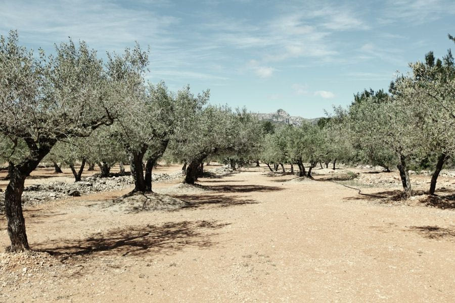 Βloomberg: Η πικρή αλήθεια για το ελαιόλαδο και τον αγώνα των Ελλήνων αγροτών – Κλοπές και ξηρασία απειλούν την παραγωγή